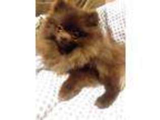 Pomeranian Puppy for sale in Roosevelt, MN, USA