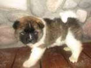 Akita Puppy for sale in Gold Creek, MT, USA