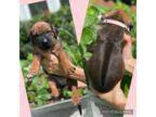 Rhodesian Ridgeback Puppy for sale in Friendswood, TX, USA
