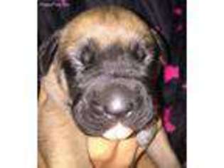 Mastiff Puppy for sale in Hendersonville, NC, USA