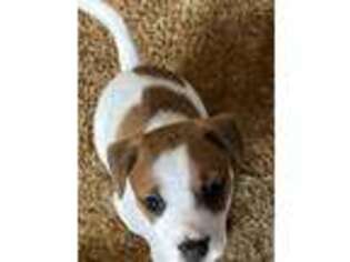 Jack Russell Terrier Puppy for sale in Orange City, FL, USA
