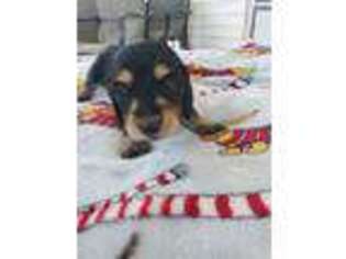 Dachshund Puppy for sale in Newcomerstown, OH, USA