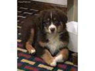 Australian Shepherd Puppy for sale in Conyers, GA, USA