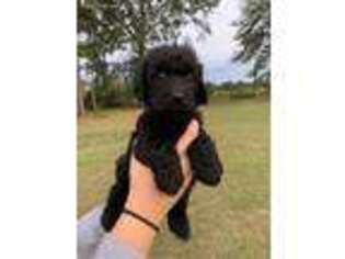 Labradoodle Puppy for sale in Statesboro, GA, USA