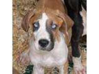 Great Dane Puppy for sale in Gordonsville, VA, USA