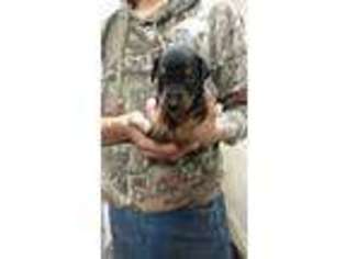 Doberman Pinscher Puppy for sale in Central City, NE, USA