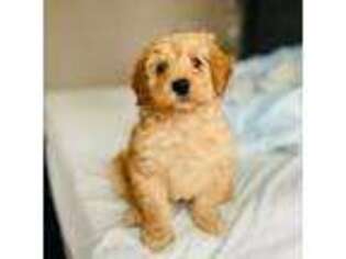 Goldendoodle Puppy for sale in Bridgewater, NJ, USA