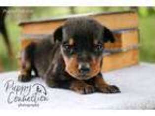 Doberman Pinscher Puppy for sale in Millersburg, IN, USA