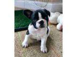French Bulldog Puppy for sale in Shelbyville, TN, USA