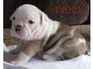 Bulldog Puppy for sale in WYOMING, MI, USA