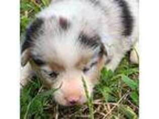 Pembroke Welsh Corgi Puppy for sale in Smyrna, SC, USA