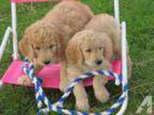 Goldendoodle Puppy for sale in SPRINGPORT, IN, USA