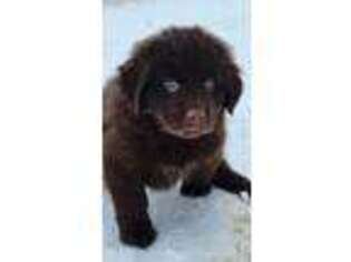 Newfoundland Puppy for sale in Troy, ME, USA