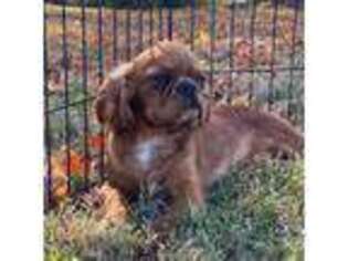 English Toy Spaniel Puppy for sale in Lexington, KY, USA