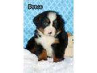 Bernese Mountain Dog Puppy for sale in Wellman, IA, USA