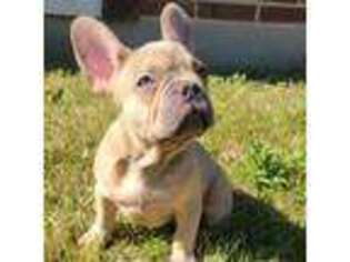 French Bulldog Puppy for sale in Palatine, IL, USA