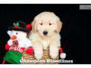 Golden Retriever Puppy for sale in Canton, OH, USA