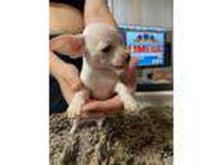 Chihuahua Puppy for sale in Clanton, AL, USA