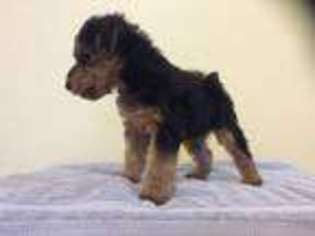 Welsh Terrier Puppy for sale in West Roxbury, MA, USA
