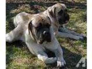 Mastiff Puppy for sale in GALION, OH, USA