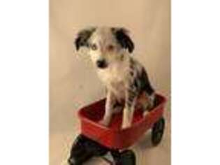 Miniature Australian Shepherd Puppy for sale in North Richland Hills, TX, USA