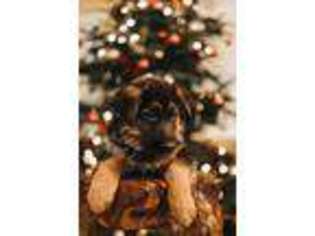 German Shepherd Dog Puppy for sale in Kelso, WA, USA