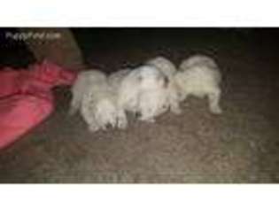Samoyed Puppy for sale in Fingal, ND, USA