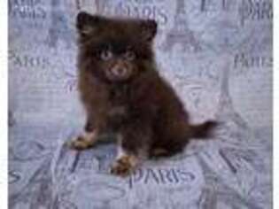 Pomeranian Puppy for sale in Apache Junction, AZ, USA