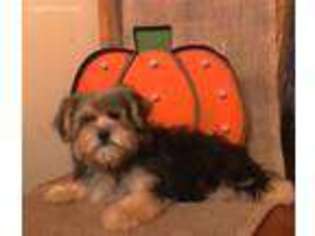 Yorkshire Terrier Puppy for sale in Westerville, OH, USA
