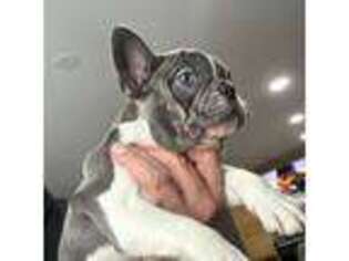 French Bulldog Puppy for sale in Elgin, IL, USA