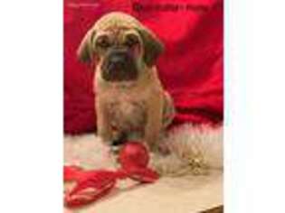 Fila Brasileiro Puppy for sale in Spokane, WA, USA