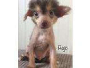 Chinese Crested Puppy for sale in Holland, MI, USA