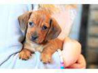 Dachshund Puppy for sale in Millersburg, OH, USA