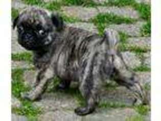 Pug Puppy for sale in Austin, TX, USA