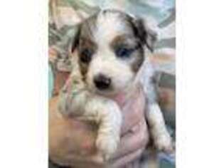 Miniature Australian Shepherd Puppy for sale in Amarillo, TX, USA