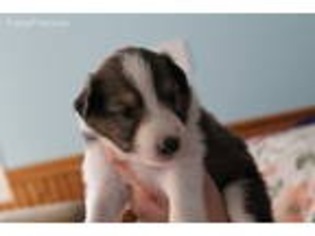 Collie Puppy for sale in Carson City, NV, USA