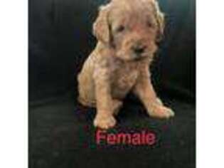 Labradoodle Puppy for sale in Madera, CA, USA
