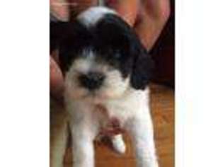 Tibetan Terrier Puppy for sale in La Crosse, WI, USA