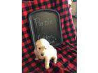 Golden Retriever Puppy for sale in Crescent, OK, USA