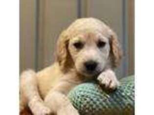 Goldendoodle Puppy for sale in Rehoboth, MA, USA