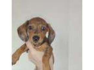 Dachshund Puppy for sale in Sterling, IL, USA