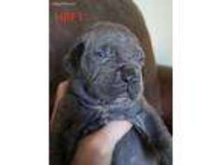 Cane Corso Puppy for sale in Middlesex, NJ, USA