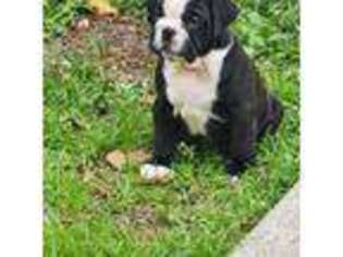 Olde English Bulldogge Puppy for sale in Statesboro, GA, USA