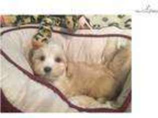 Shih-Poo Puppy for sale in West Palm Beach, FL, USA