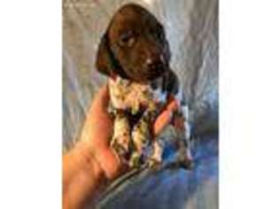 German Shorthaired Pointer Puppy for sale in Idaho Falls, ID, USA