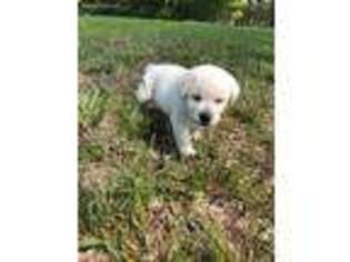 Labrador Retriever Puppy for sale in Savannah, TN, USA
