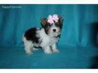 Yorkshire Terrier Puppy for sale in Dimock, SD, USA
