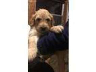Labradoodle Puppy for sale in Kell, IL, USA