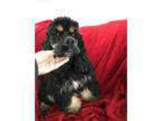 Cocker Spaniel Puppy for sale in Angola, IN, USA