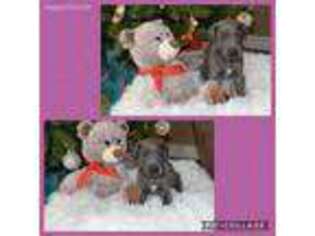 Great Dane Puppy for sale in Smithfield, NC, USA